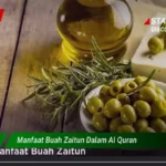 Manfaat Buah Zaitun Dalam Al Quran