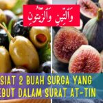 Manfaat Buah Zaitun Dan Buah Tin