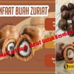 Manfaat Buah Zuriat Untuk Wanita