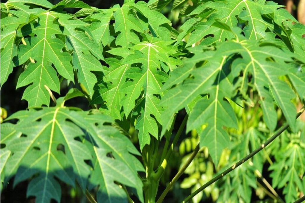 Manfaat Daun Pepaya
