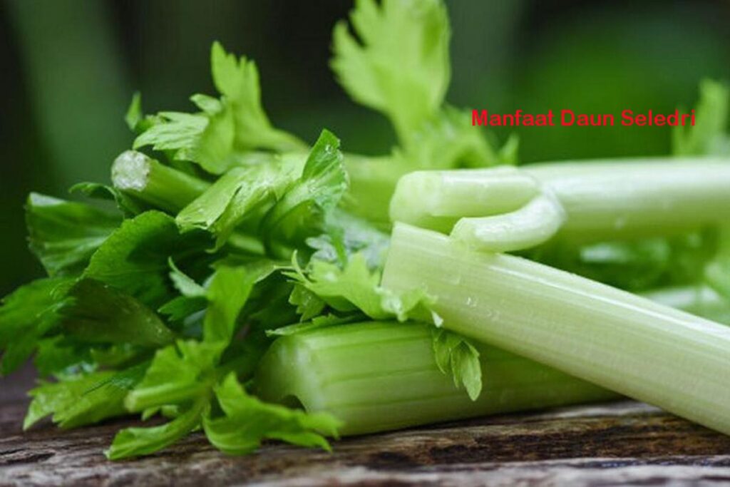 Manfaat Daun Seledri