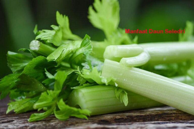 Manfaat Daun Seledri