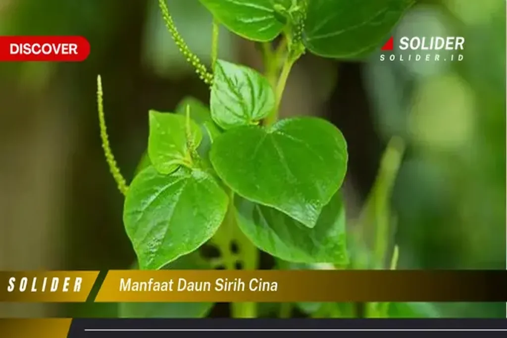 Manfaat Daun Sirih Cina