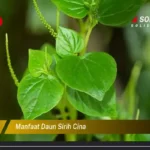 Manfaat Daun Sirih Cina