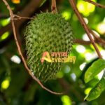 Manfaat Daun Sirsak Untuk Kesehatan