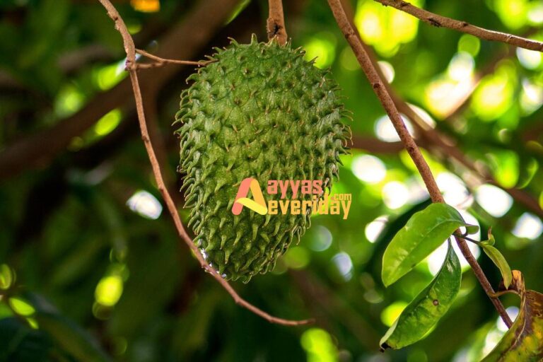 Manfaat Daun Sirsak Untuk Kesehatan