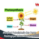 Manfaat Fotosintesis