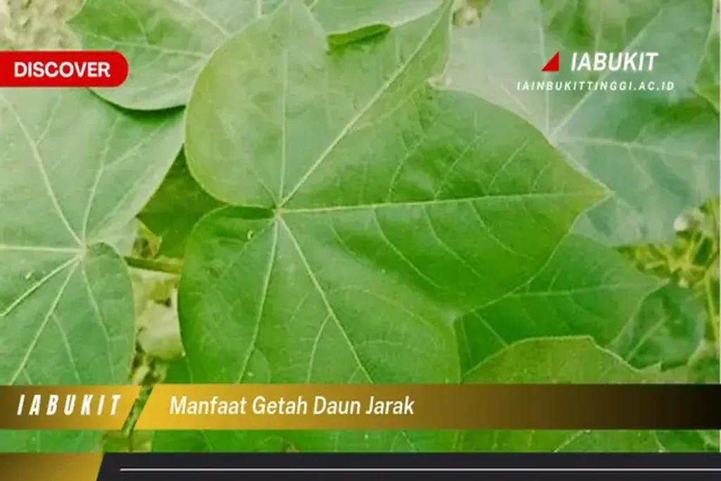 Manfaat Getah Daun Jarak