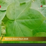 Manfaat Getah Daun Jarak