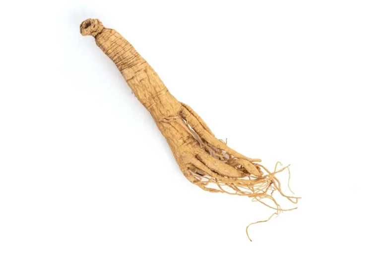 Manfaat Ginseng
