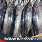 Manfaat Ikan Cakalang