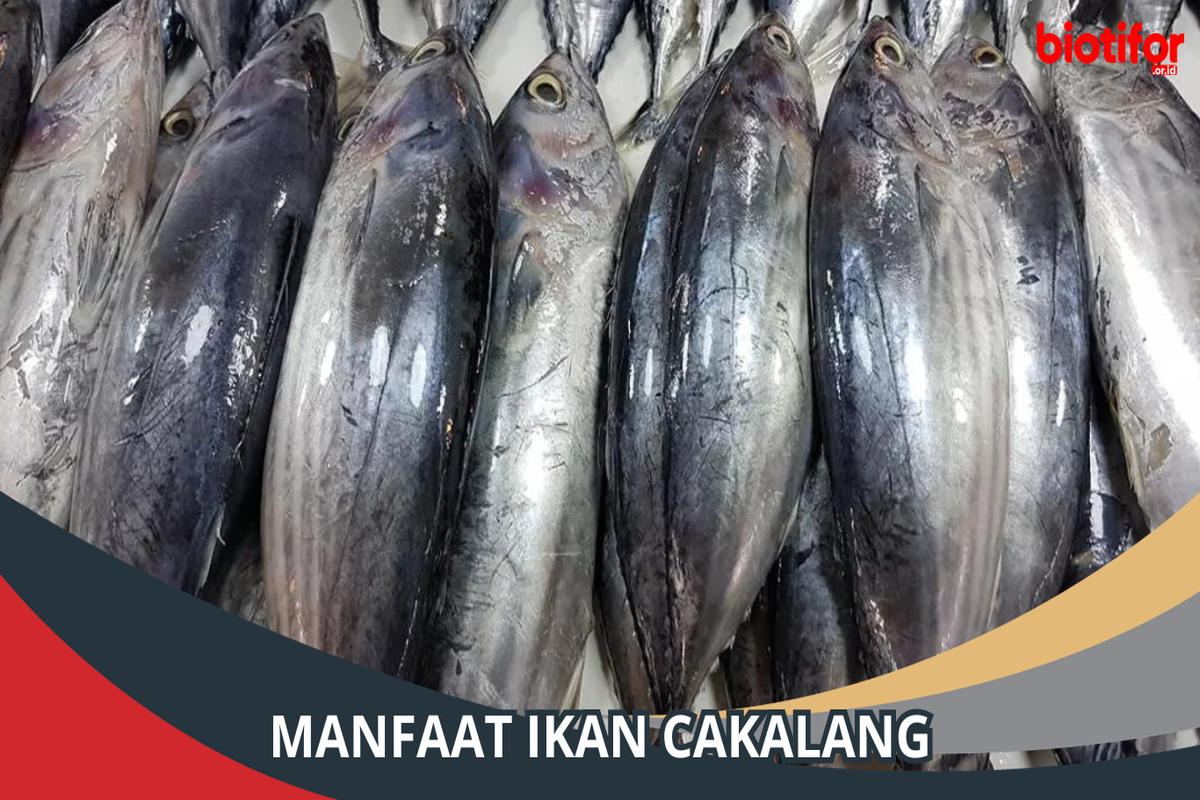 Manfaat Ikan Cakalang