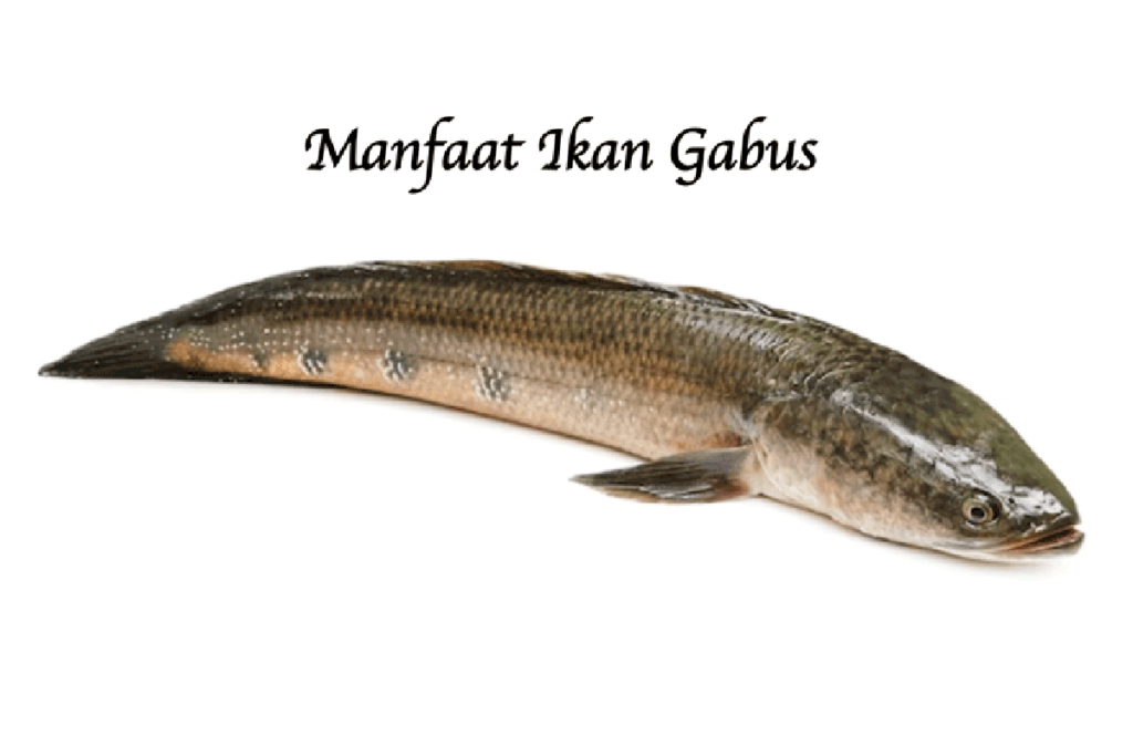 Manfaat Ikan Gabus