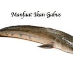 Manfaat Ikan Gabus