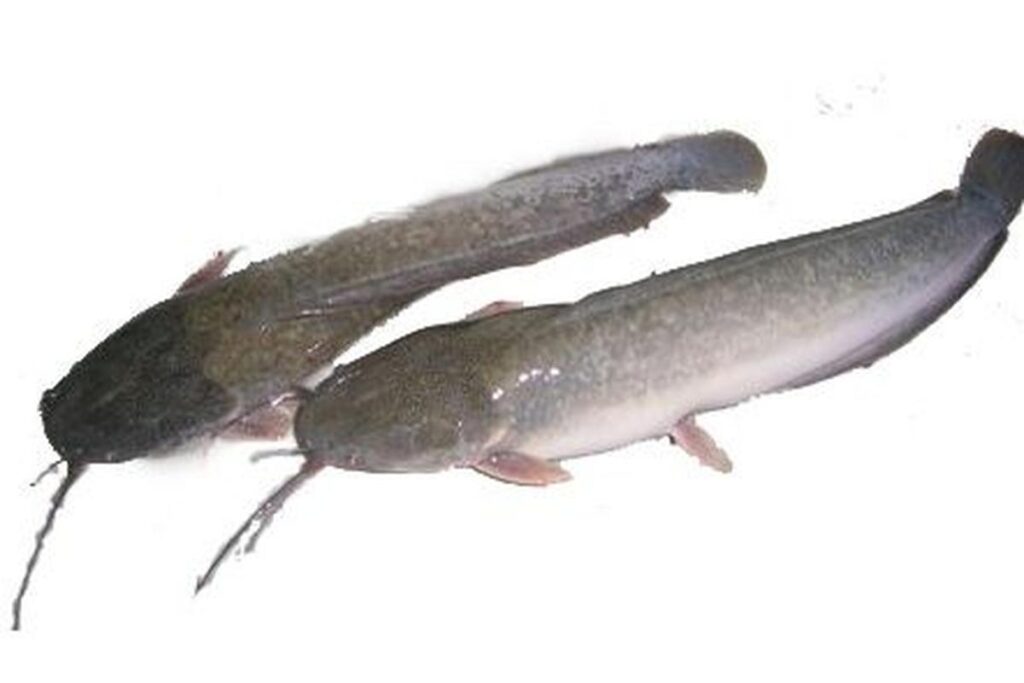Manfaat Ikan Lele