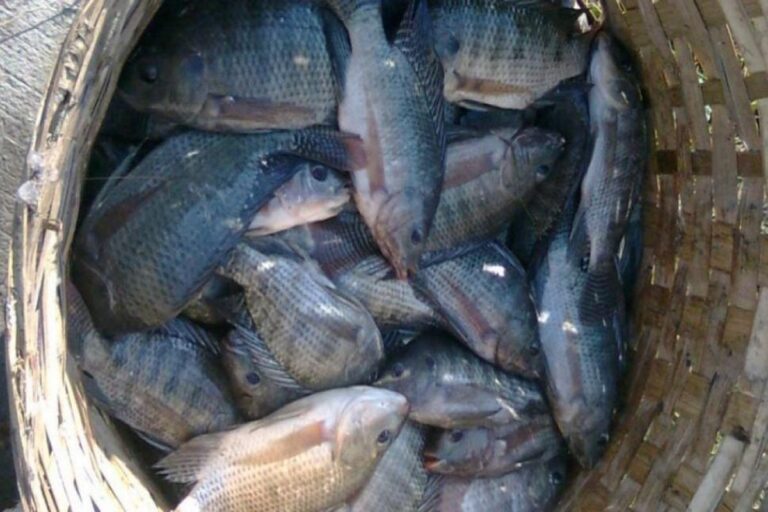 Manfaat Ikan Mujair