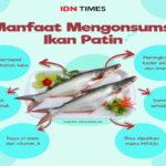 Manfaat Ikan Patin