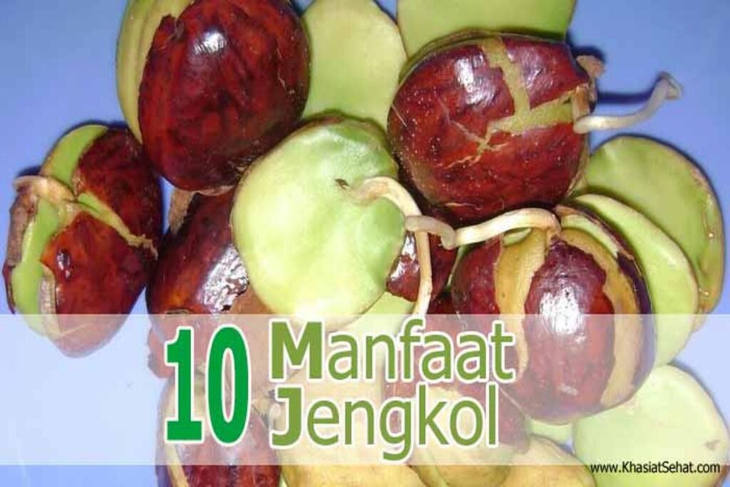 Manfaat Jengkol