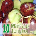 Manfaat Jengkol