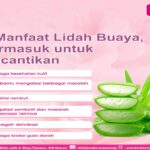 Manfaat Lidah Buaya