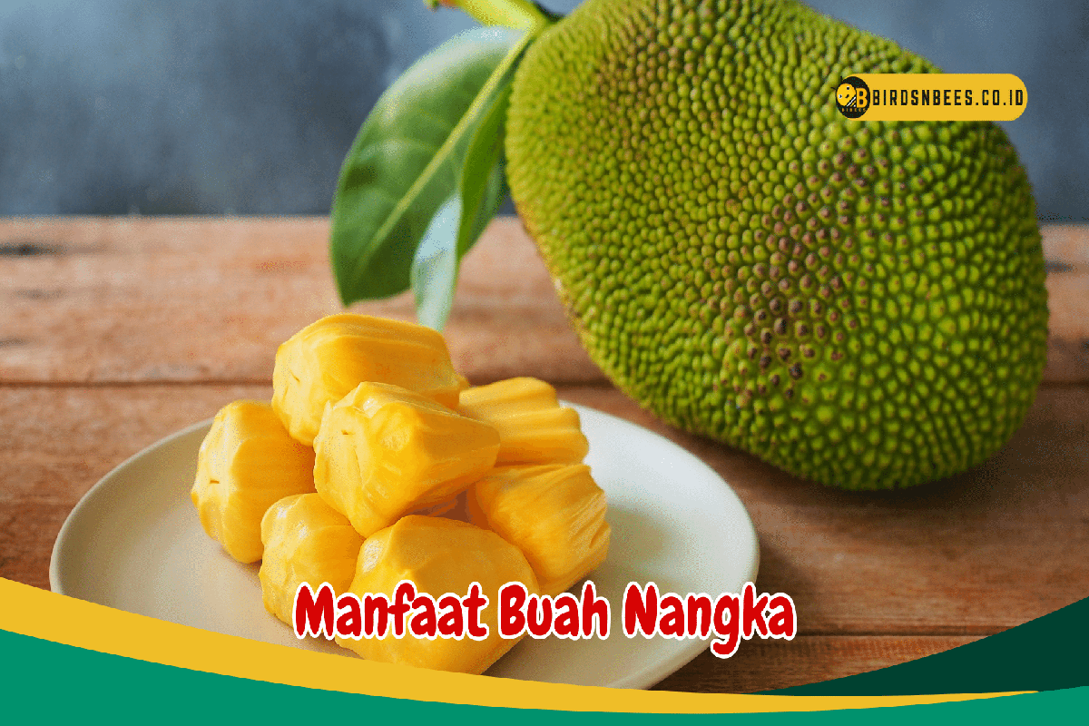 Manfaat Nangka