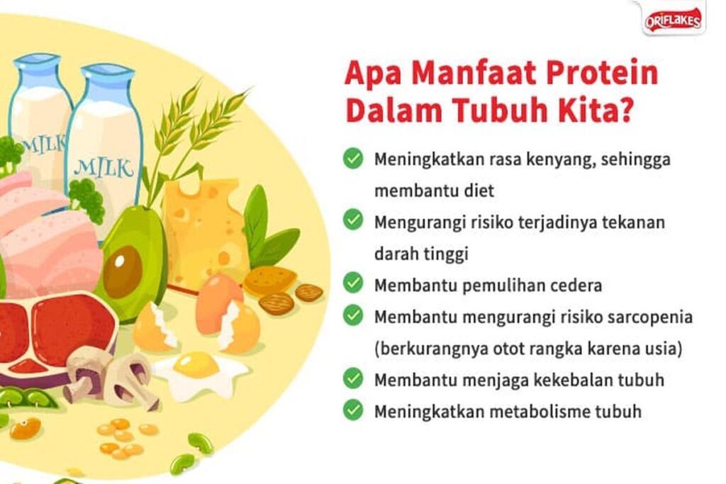 Manfaat Protein