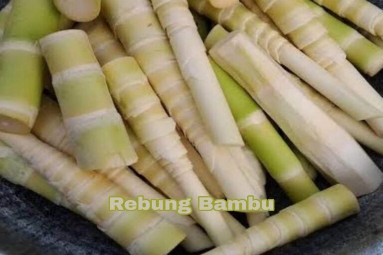 Manfaat Rebung Untuk Kesehatan