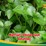 Manfaat Rebusan Daun Binahong