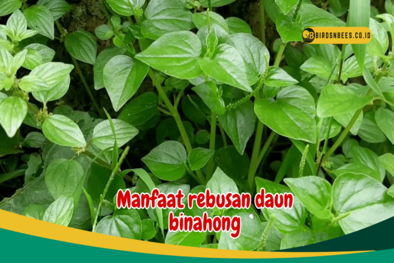Manfaat Rebusan Daun Binahong