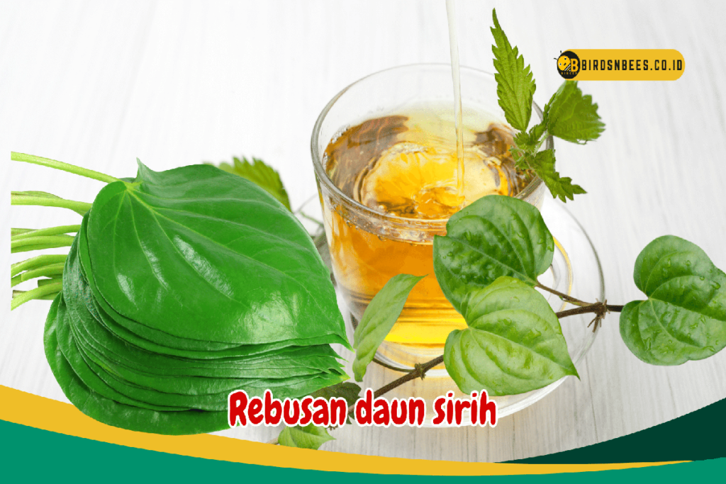 Manfaat Rebusan Daun Sirih