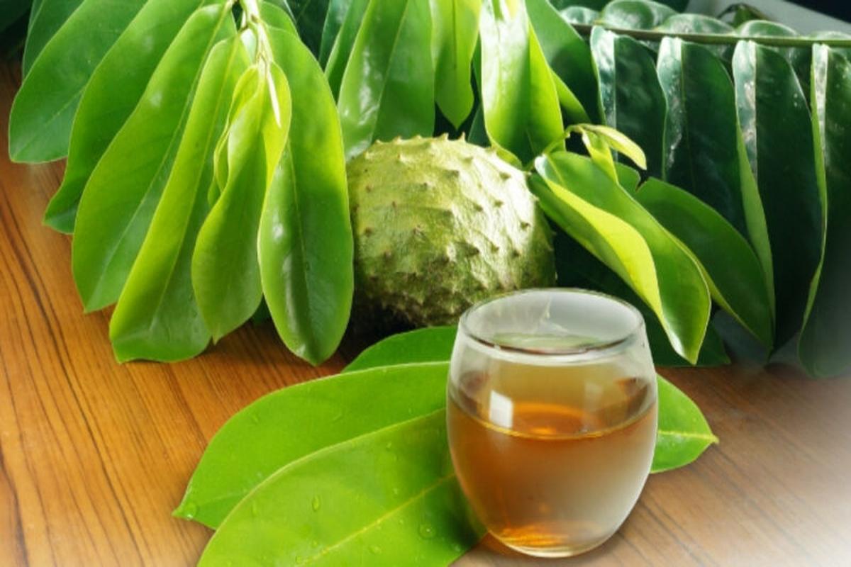 Manfaat Rebusan Daun Sirsak