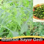 Manfaat Sayur Gedi