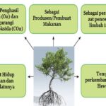 Manfaat Tanaman
