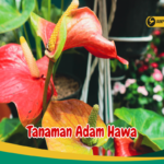 Manfaat Tanaman Adam Hawa Bagi Kesehatan