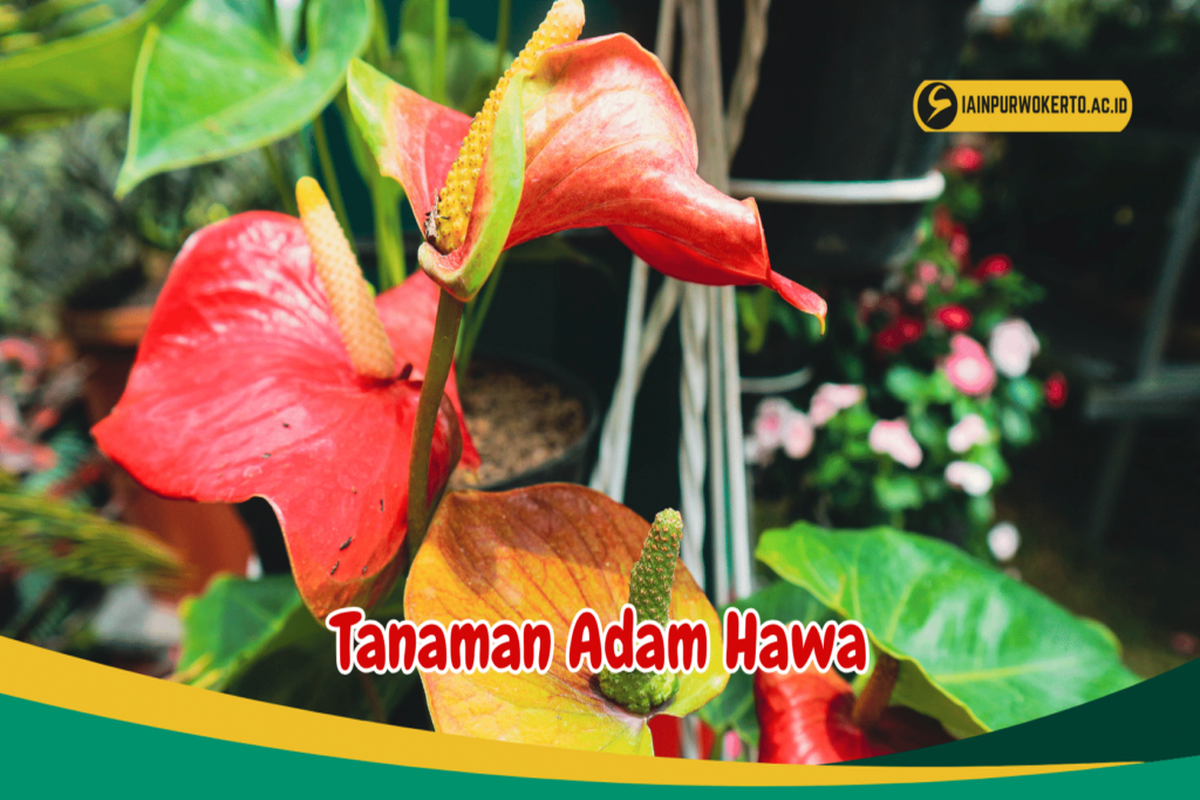 Manfaat Tanaman Adam Hawa Bagi Kesehatan