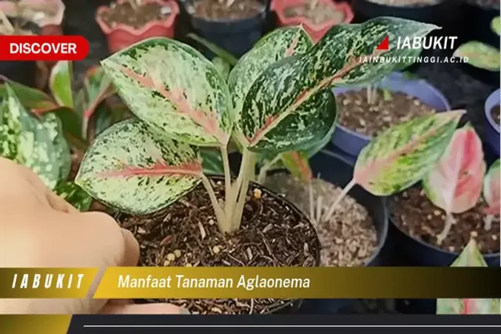 Manfaat Tanaman Aglonema