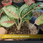 Manfaat Tanaman Aglonema