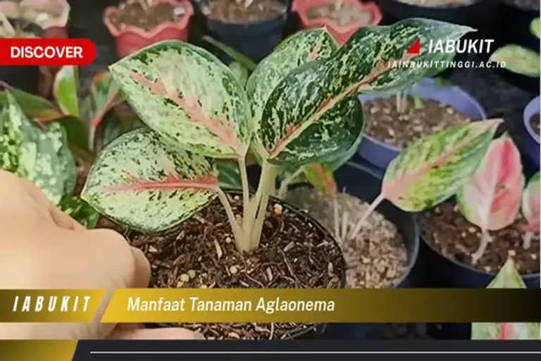 Manfaat Tanaman Aglonema