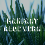 Manfaat Tanaman Aloe Vera