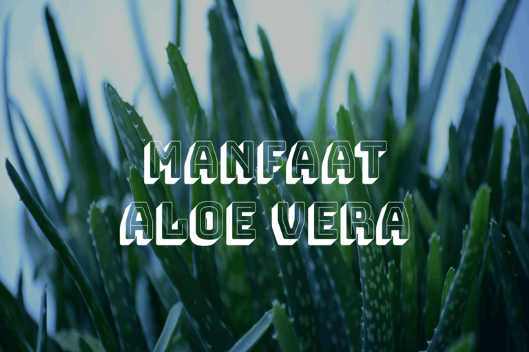 Manfaat Tanaman Aloe Vera