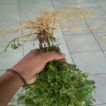 Manfaat Tanaman Anting Akar Kucing