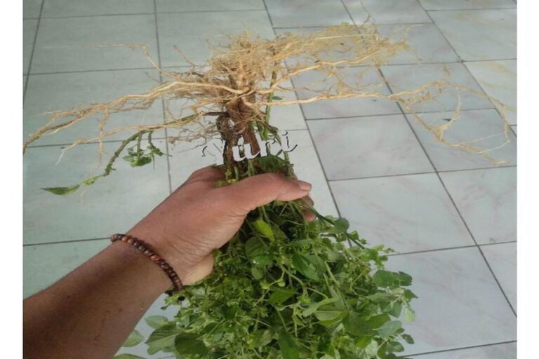 Manfaat Tanaman Anting Akar Kucing