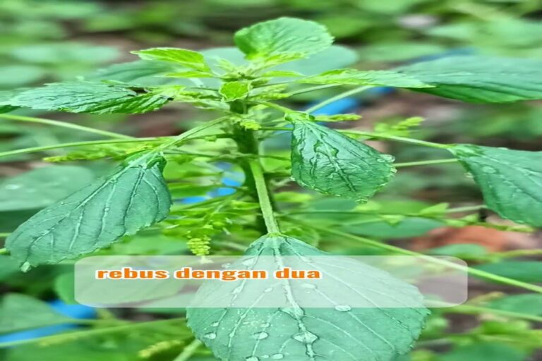 Manfaat Tanaman Anting Anting