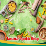 Manfaat Tanaman Apotik Hidup