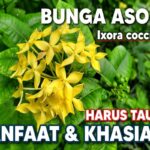 Manfaat Tanaman Asoka