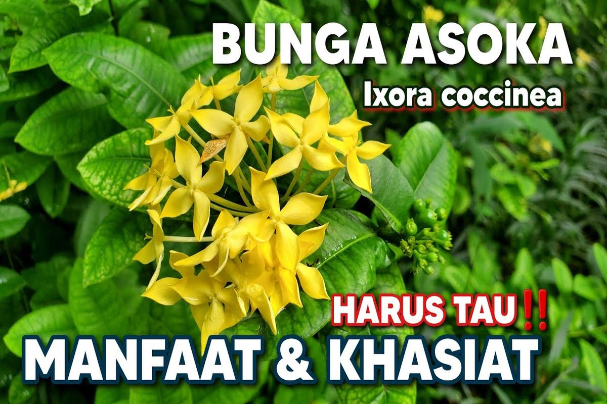 Manfaat Tanaman Asoka