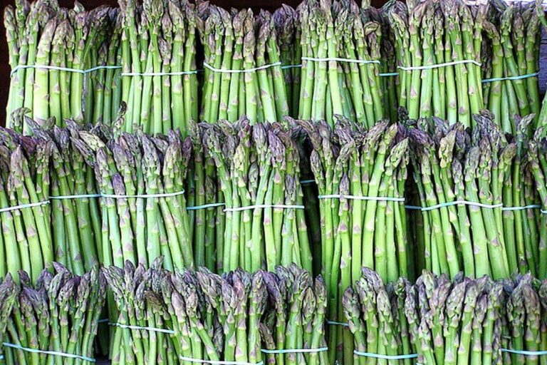 Manfaat Tanaman Asparagus