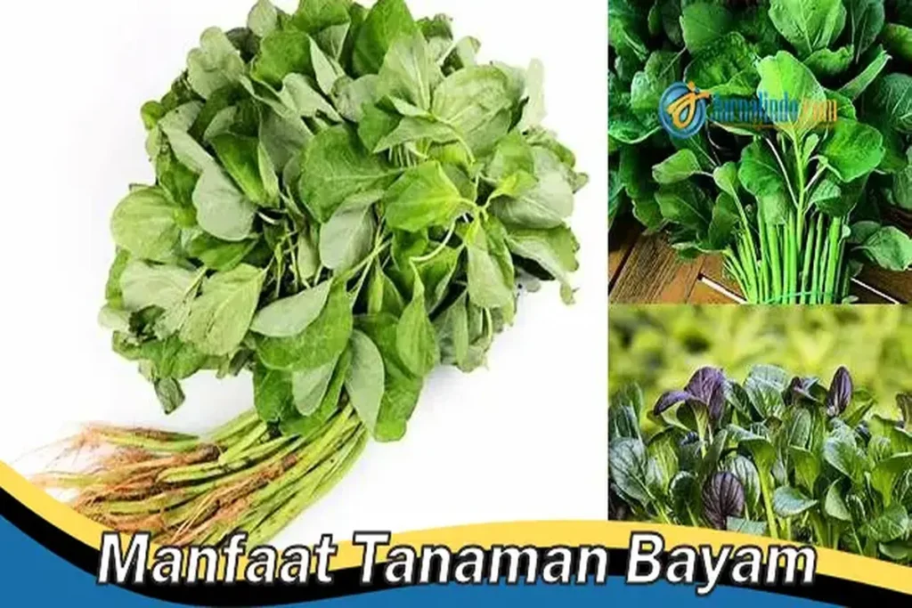 Manfaat Tanaman Bayam