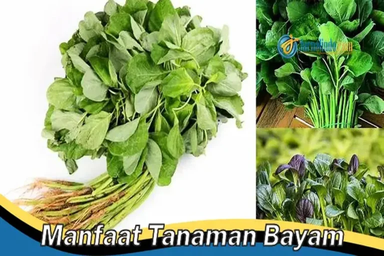 Manfaat Tanaman Bayam