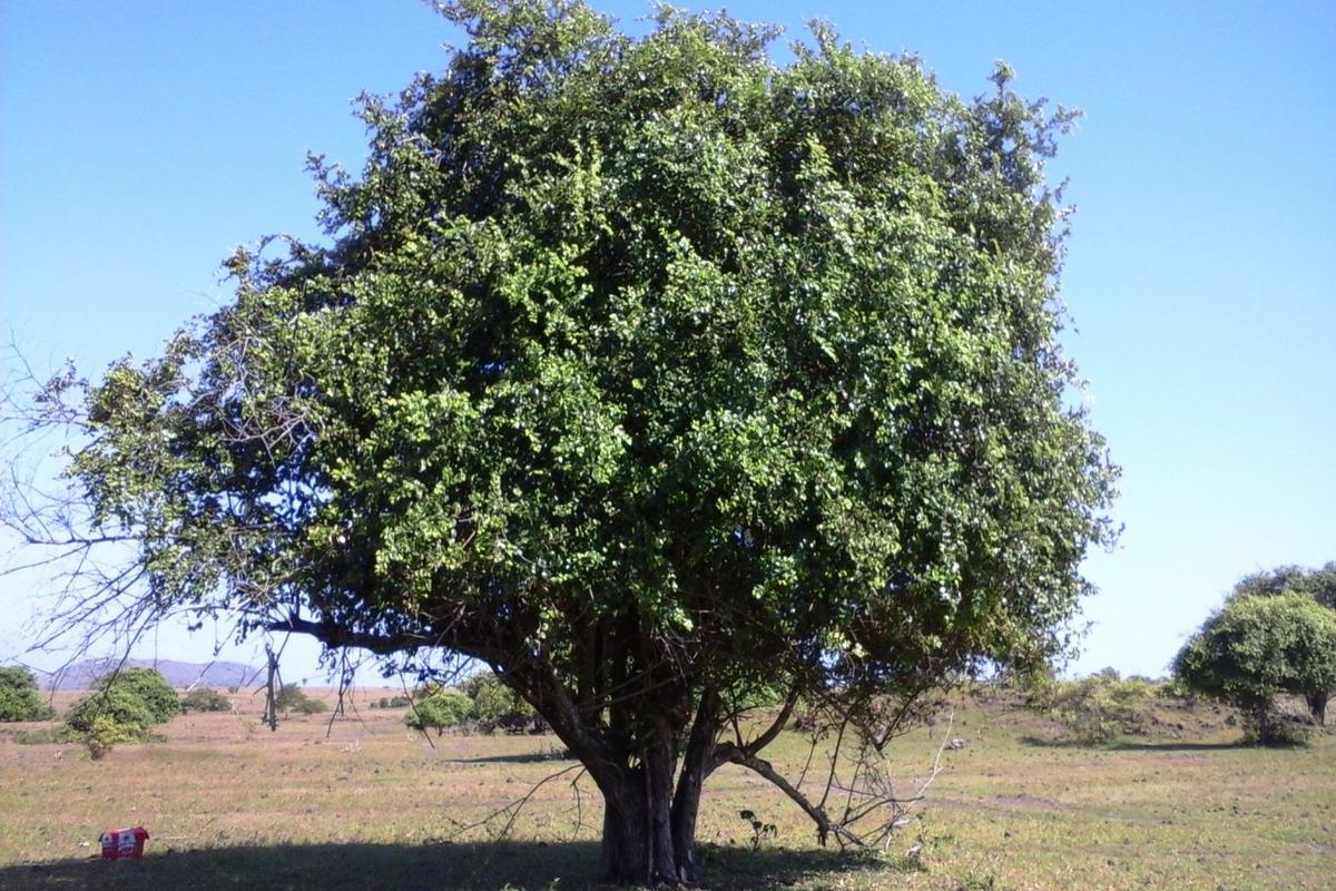 Manfaat Tanaman Bidara
